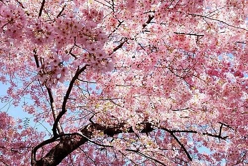 お花見2.jpg