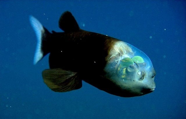 深海生物-1.jpg