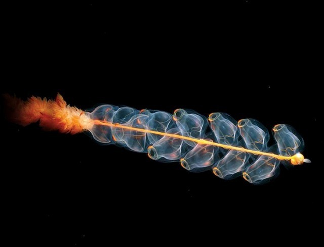 深海生物-11.jpg