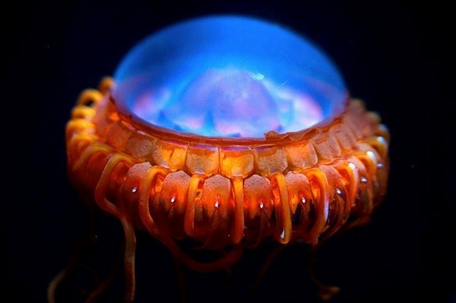 深海生物-12.jpg