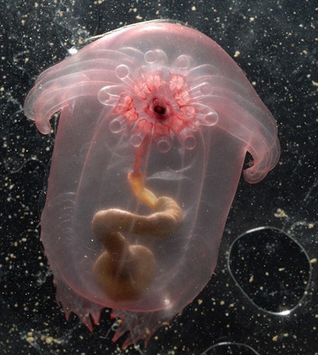 深海生物-16.jpg