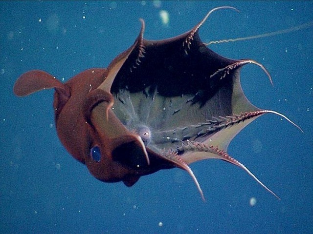 深海生物-26.jpg