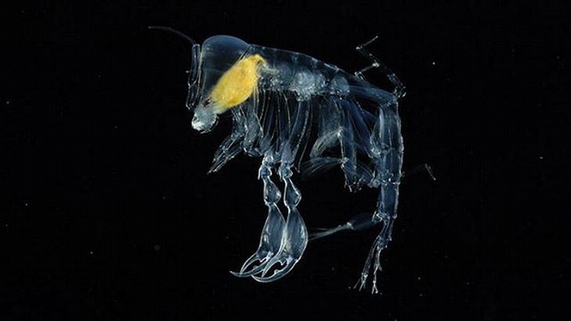 深海生物-32.jpg