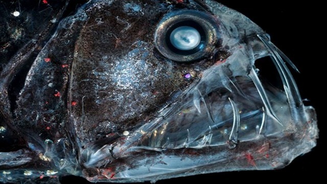 深海生物-35.jpg