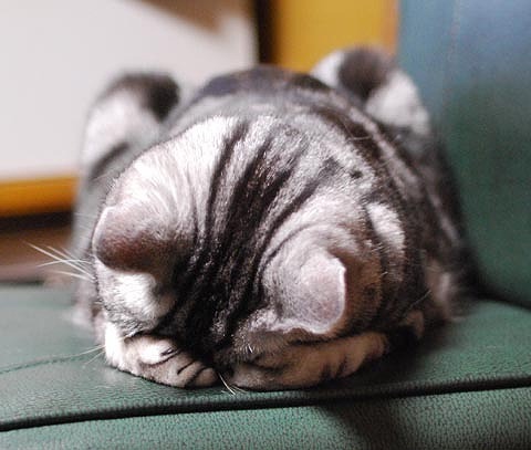 cat.jpg