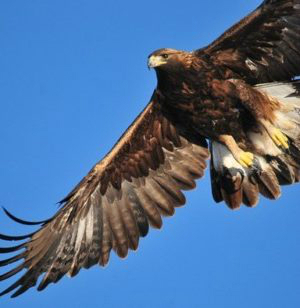 golden-eagle-1665317_640-300x308.jpg