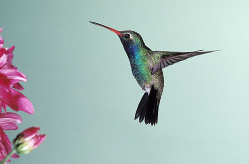 hummingbird.jpg