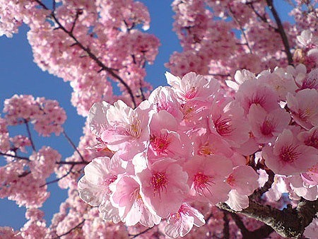 sakura01.jpg
