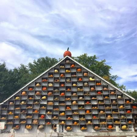 the-great-pumpkin-patch.jpg