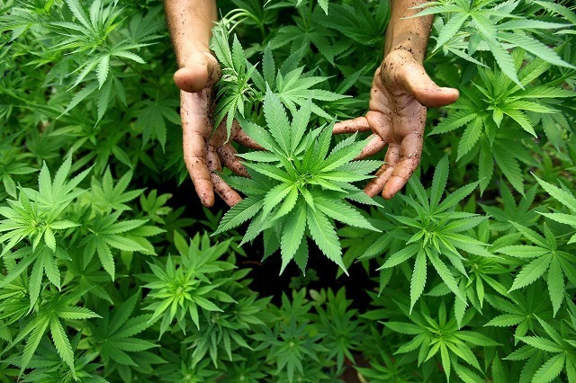 weed_0.jpg